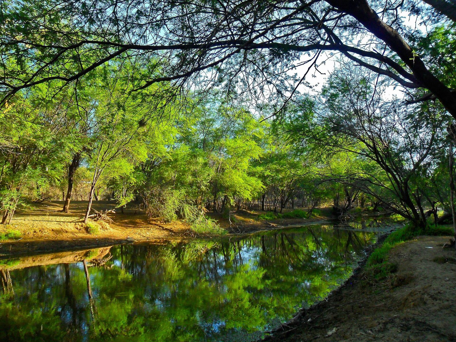 Rio de águas paradas refletindo árvores verdes nas margens de terra